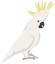 aves