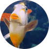 animais aquaticos