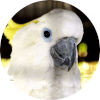 aves exoticas